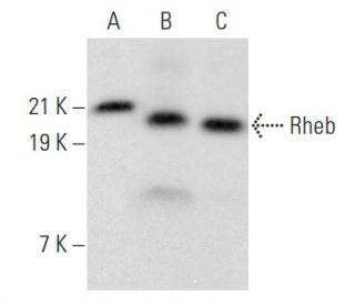 Rheb Antibody (B-12) - Western Blotting - Image 354893 