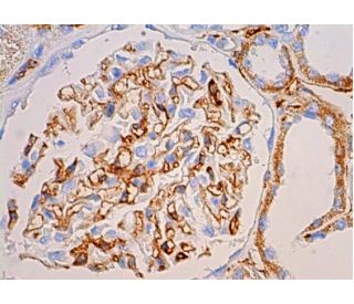 RhebL1 Antibody (F-5) - Immunohistochemistry - Image 383405 