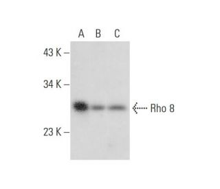 Rho 8 Antibody (clone 4) - Western Blotting - Image 311926The Double Nickase Plasmid features a U6 promoter for sgRNA expression, a 20 nt targeting sequence, and a gRNA scaffold to guide Cas9n. It includes a CBh promoter for Cas9n (D10A) and puromycin resistance, GFP for transfection verification, and nuclear localization signals (NLS). The 2A peptide allows co-expression of Cas9n and Puro from a single promoter, enabling precise genome editing with reduced off-target effects.