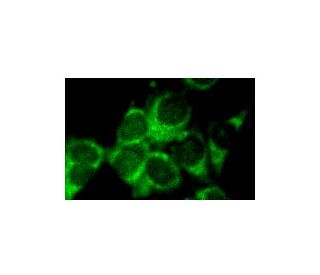 Rho A Antibody (26C4) - Immunofluorescence - Image 4220