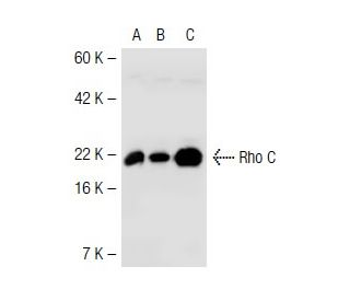 Rho A Antibody (26C4) - Western Blotting - Image 42110