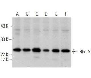 Rho A Antibody (26C4) - Western Blotting - Image 355255