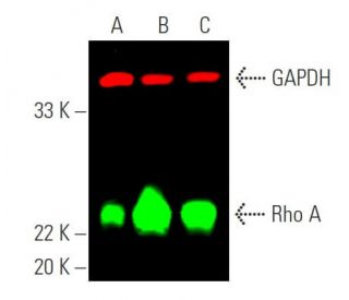 Rho A Antibody (26C4) - Western Blotting - Image 385949