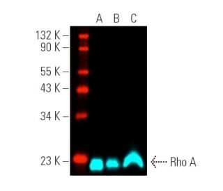 RhoA Antibody (26C4) - Western Blotting - Image 390867 