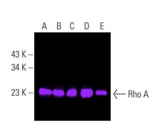 Rho A Antibody (26C4) - Western Blotting - Image 398210