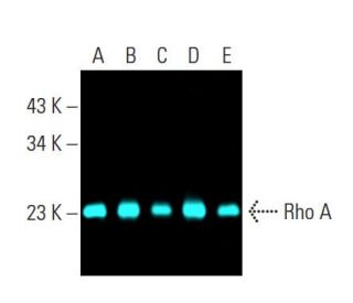 Rho A Antibody (26C4) - Western Blotting - Image 398213