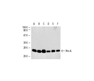 western blotting image from recommended RhoA (26C4) monoclonal antibody replacement. Image 4225