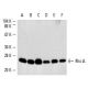 western blotting image from recommended RhoA (26C4) monoclonal antibody replacement. Image 4225
