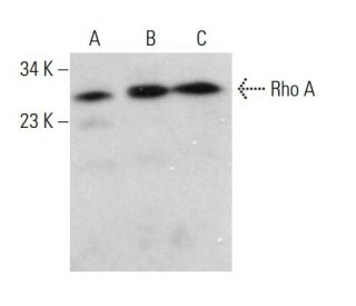 RhoA Antibody (F-1) - Western Blotting - Image 380609 
