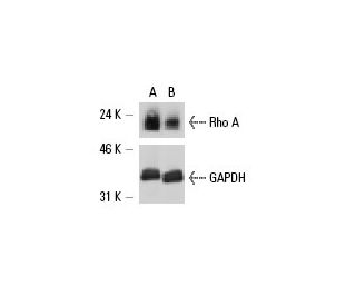 Rho A siRNA (h,m): sc-29471. Western blot analysis of Rho A expression in non-transfected control (A) and Rho A siRNA (B) 