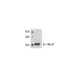 western blotting image from recommended RhoB (C-5) monoclonal antibody replacement. Image 17313