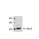 western blotting image from recommended RhoB (C-5) monoclonal antibody replacement. Image 17313