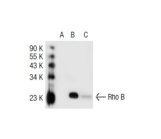 Rho B Antibody (C-5) - Western Blotting - Image 42185