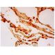 RhoC Antibody (C-10) - Immunohistochemistry - Image 348917 