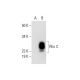 western blotting image from recommended RhoC (C-10) monoclonal antibody replacement. Image 292060