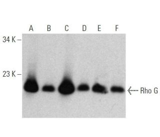 Rho G Antibody (1F3 B3 E5) - Western Blotting - Image 358707 