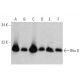 western blotting image from recommended Rho G (1F3 B3 E5) monoclonal antibody replacement. Image 358707
