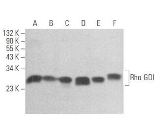 Rho GDI Antibody (E-1) - Western Blotting - Image 354468 