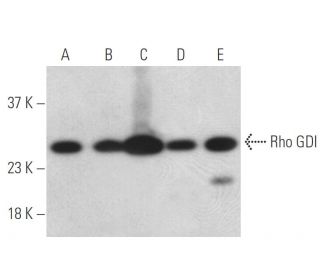 Rho GDI Antibody (G-3) - Western Blotting - Image 399042 