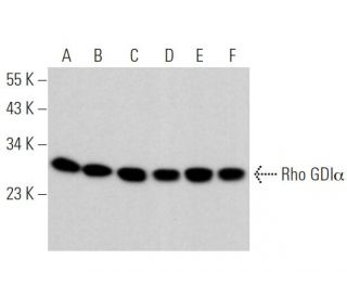 Rho GDI&alpha; Antibody (C-2) - Western Blotting - Image 372350 