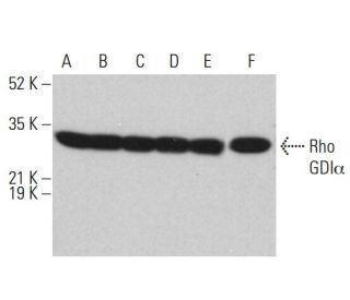 Rho GDI&alpha; Antibody (G-10) - Western Blotting - Image 380332 
