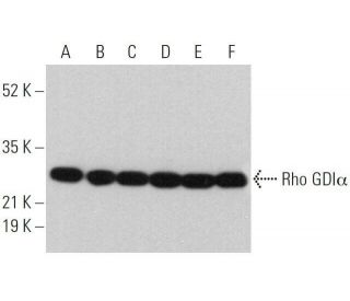 western blotting image from recommended Rho GDI&alpha; (G-2) monoclonal antibody replacement. Image 359700