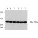 western blotting image from recommended Rho GDIα (G-2) monoclonal antibody replacement. Image 359700