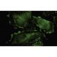 Rho J Antibody (FF-19) - Immunofluorescence - Image 35500 
