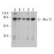 Rho T2 Antibody (E-9) - Western Blotting - Image 401033 