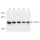Rho T2 Antibody (E-9) - Western Blotting - Image 401893 
