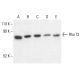 Rho T2 Antibody (E-9) - Western Blotting - Image 401894