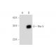 Rho V Antibody (F-2) - Western Blotting - Image 333821