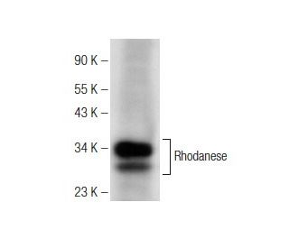 Rhodanese Antibody (E-11) - Western Blotting - Image 142594 