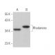 Rhodanese Antibody (E-11) - Western Blotting - Image 366313 