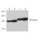 Rhodanese Antibody (E-11) - Western Blotting - Image 366317