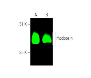 rhodopsin Antibody (1D4) - Western Blotting - Image 381511 
