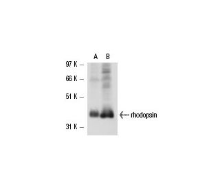 rhodopsin Antibody (C7) - Western Blotting - Image 17184 