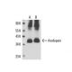 rhodopsin Antibody (RET-P1) - Western Blotting - Image 17351