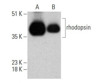 rhodopsin Antibody (RET-P1) - Western Blotting - Image 364798