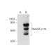 RhoGEF p115 Antibody (D-11) - Western Blotting - Image 72466