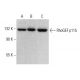 RhoGEF p115 Antibody (D-11) - Western Blotting - Image 376910 