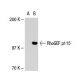 RhoGEF p115 Antibody (YN-12) - Western Blotting - Image 30893