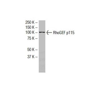 RhoGEF p115 Antibody (YN-12) - Western Blotting - Image 33550 