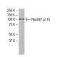 RhoGEF p115 Antibody (YN-12) - Western Blotting - Image 33550 
