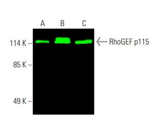 RhoGEF p115 Antibody (C-9) - Western Blotting - Image 387019