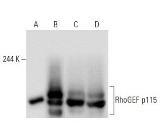 western blotting image from recommended RhoGEF p115 (C-9) monoclonal antibody replacement. Image 68016