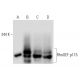 western blotting image from recommended RhoGEF p115 (C-9) monoclonal antibody replacement. Image 68016