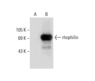 rhophilin Antibody (F-7) - Western Blotting - Image 72470