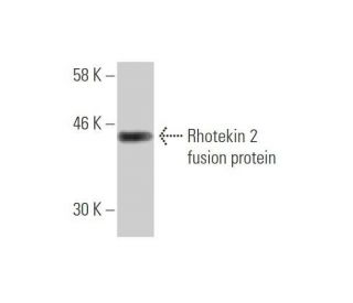Rhotekin 2 Antibody (2C2) - Western Blotting - Image 350355