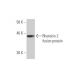 Rhotekin 2 Antibody (2C2) - Western Blotting - Image 350355